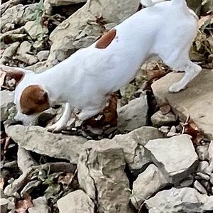 Not For Sale Missing from Ewing Ky area. Text 6062911391